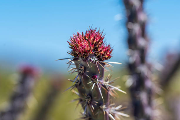 A greeny, spiny plants blooming along the trail of the park