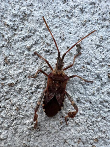 istock Leptoglossus occidentalis commonly known as a Western Conifer Seed Bug 2180129835