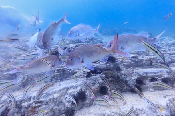 istock Sea creatures that live in Mutsu Bay: red sea bream, Fat greenling, Multicolorfin rainbowfish, sea urchin 2180132643