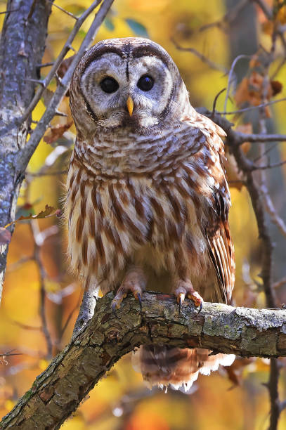 istock Barred Owl standing on a tree branch with yellow autumn colors background, Quebec 2180132956