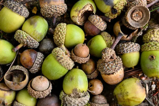 Free Acorns Acorn Pictures | Download Free Images on Unsplash