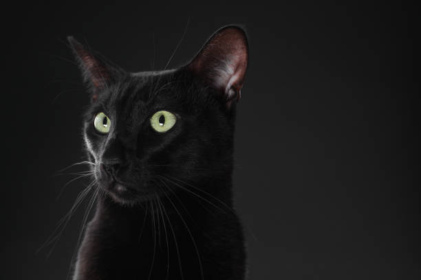 istock Adorable cat on black background, closeup with space for text. Lovely pet 2180133788
