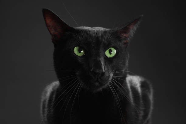 Adorable cat with green eyes on black background. Lovely pet