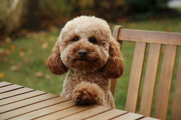 istock Cute fluffy dog at table in outdoor cafe 2180133849