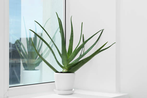 istock Green aloe vera plant in pot on windowsill 2180133852