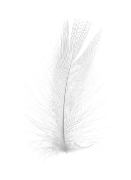 istock Beautiful fluffy bird feather isolated on white 2180133882
