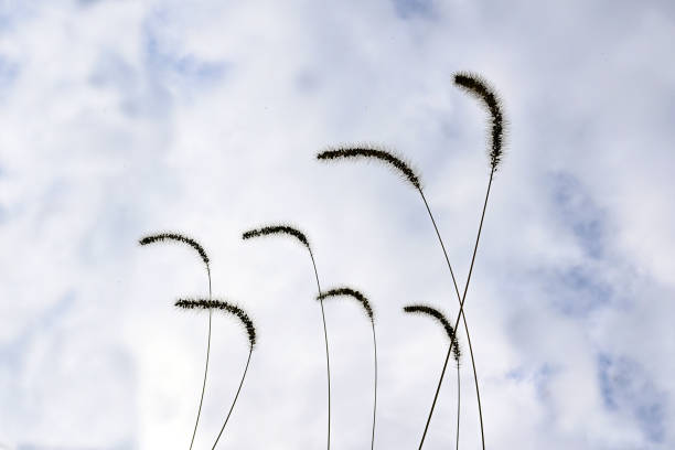 Seven wild grass up against a cloudy sky