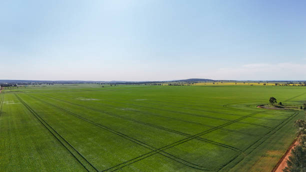 istock Canola fields in rural New South Wales 2180137983
