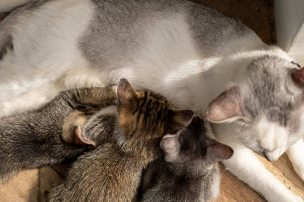 istock three adorable 1-month-old kittens breastfeeding their mother 2180139492
