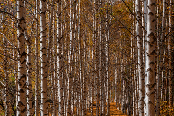 Birch grove on a sunny autumn day