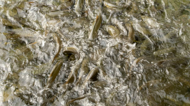 istock motion blur of freshwater fish playing on the river's 2180140602