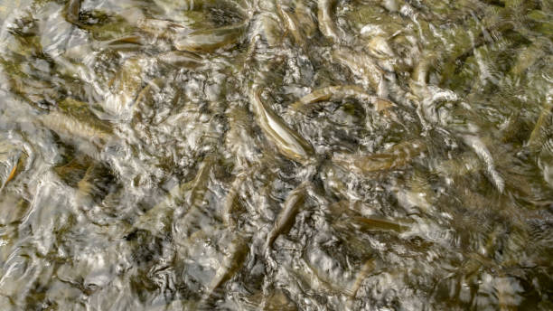 Abstract motion blur of freshwater fish playing on the river's surface, creating a dynamic and fluid background. Ideal for natural-themed wallpapers and artistic concepts.