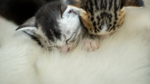 istock close-up of two kittens breastfeeding 2180140850