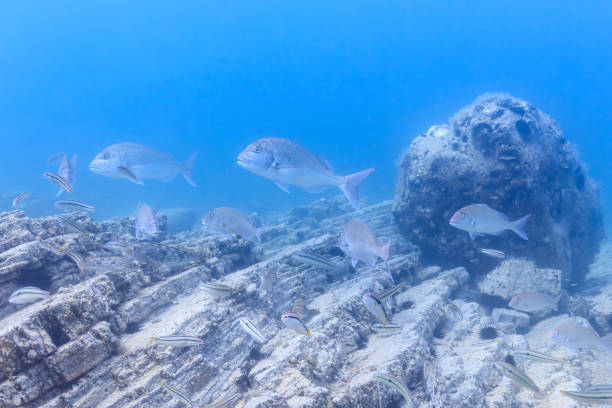 Sea creatures that live in Mutsu Bay: red sea bream, Fat greenling, Multicolorfin rainbowfish, sea urchin stock photo