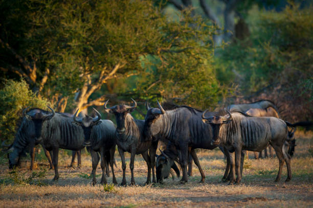 istock Herd of blue wildebeest at Mashatu Game Reserve 2180141637