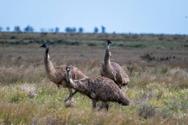 istock Emu's roaming grasslands on rural Australia 2180143880