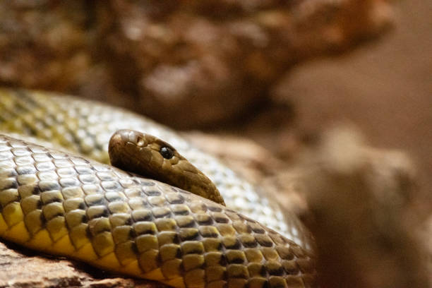 istock this is a close up of an inland taipan 2180155101
