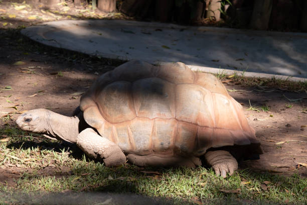 Portrait of Giant Tortoise, Isabela Island, Galapagos