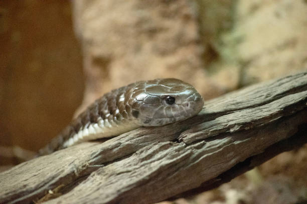 The tiger snake is a large and highly venomous snake of southern Australia,
