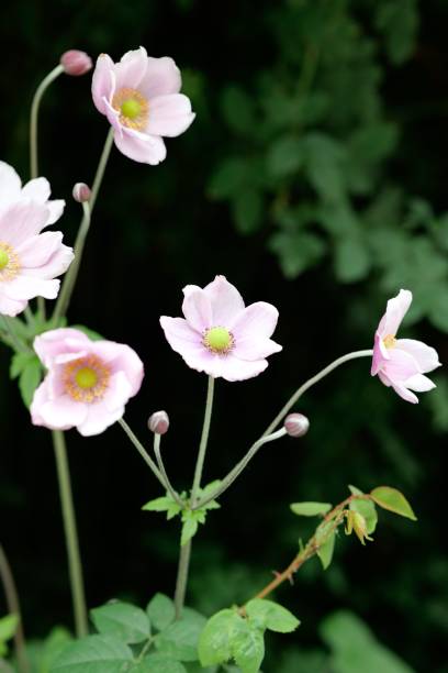 istock Delicate pink flowers in a serene garden. 2180155461