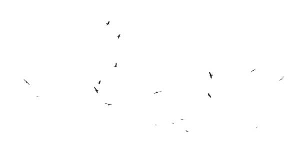 istock A flock of birds in flight isolated on a white background 2180155588