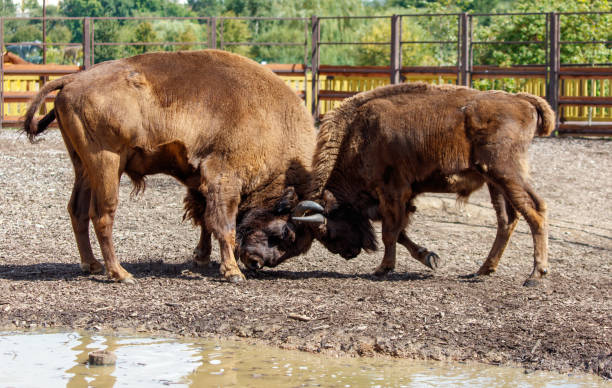 istock Two bisons are fighting in the park 2180155751