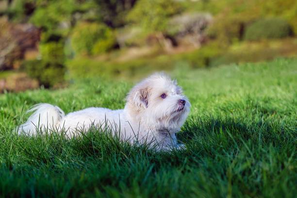 istock WHITE COTON DE TULEAR LOOKING TO THE LEFT IN THE FRAME LYING IN LUSH GREEN GRASS 2180156302