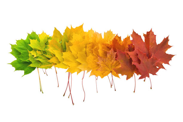Set of maple leaves lying in a row isolated on white background with clipping path. Gradient of maple leaves from green to dark red. Element for design.