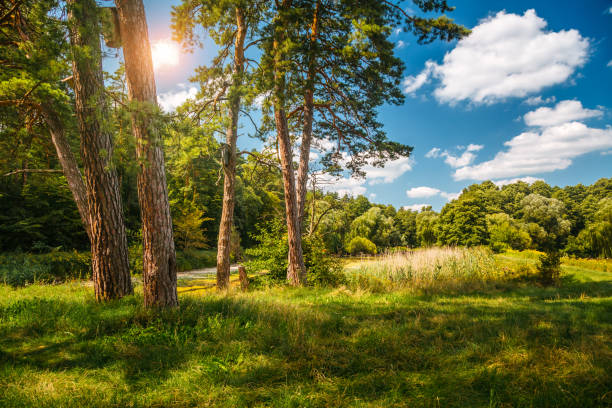 A magical forest with large pine trees in sunny weather. Location place Polissia region, Ukraine, Europe. Image of untouched wilderness. Photo wallpapers. Discovery the beauty of the earth.