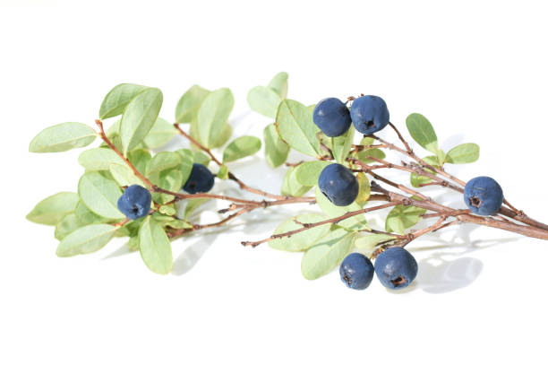 istock Vaccinium uliginosum berries 2180159905