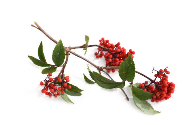istock Sambucus racemosa red elder berries 2180160018