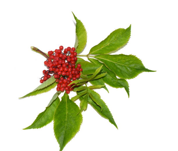 istock Sambucus racemosa red elder berries 2180160021