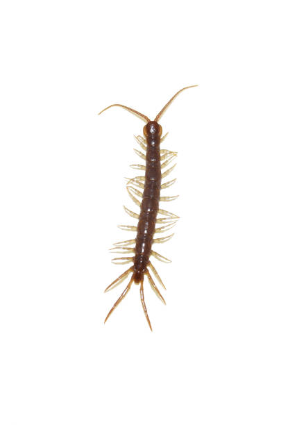 istock stone centipede Lithobius forficatus 2180160035