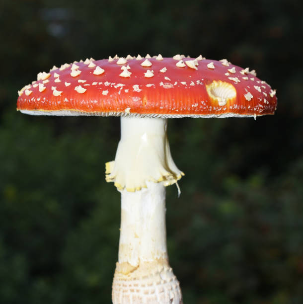 a red fly agaric mushroom closeup and a white background