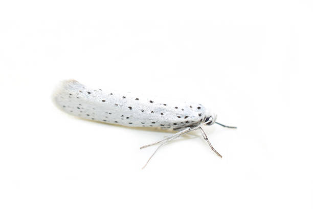 The small black and white moth bird-cherry ermine Yponomeuta evonymella isolated on white background