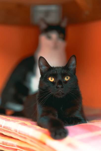 A black cat with piercing yellow eyes lies on a colorful blanket with another cat in the blurred background.