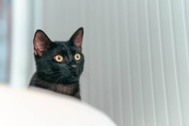 istock Black cat with striking yellow eyes indoors. 2180161334