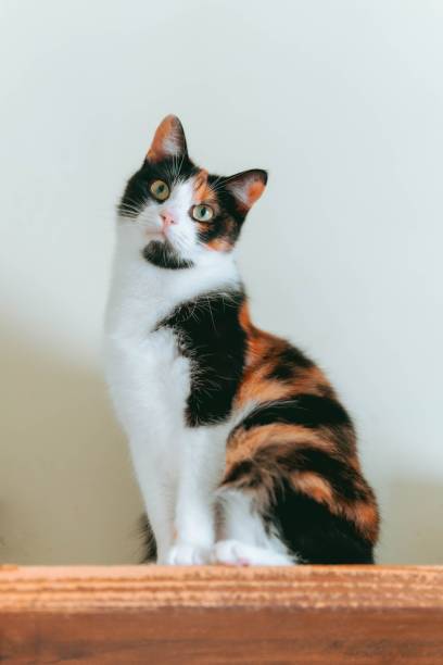 Curious calico cat on wooden surface