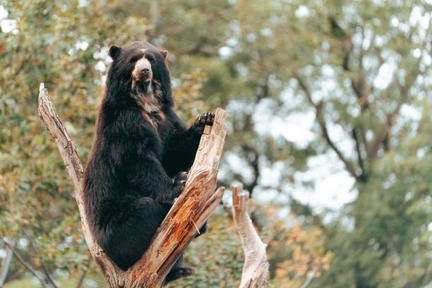 istock Majestic bear on tree branch in forest. 2180161372