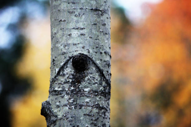 An all seeing eye tree looking at you