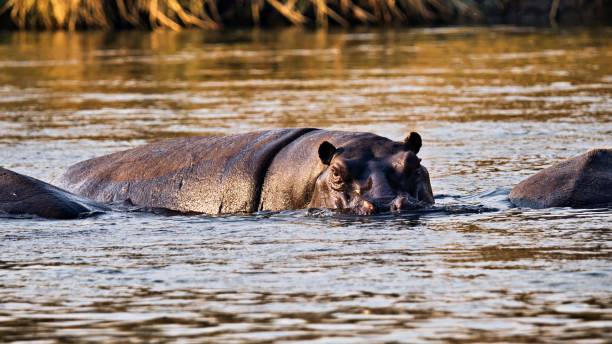 istock Hippo partially submerged in a sunlit river. 2180163111
