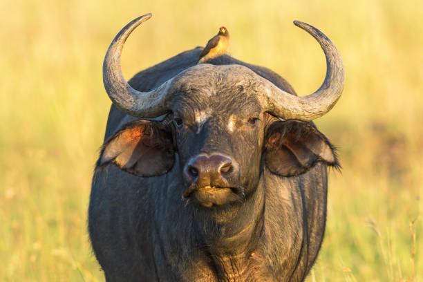 istock African buffalo with a yellow-billed oxpecker on the back 2180164956
