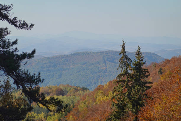 High angle view of forests on Vitosha and Lyulin mountains , Bulgaria.
