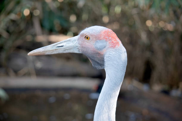 The grey crowned crane or gray crowned crane (Balearica regulorum) is a large crane species native to Sub-Saharan Africa.
