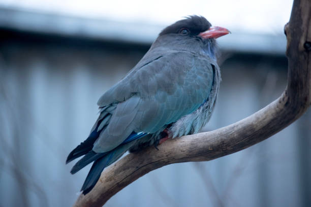 istock this is a side view of a dollar bird 2180165545