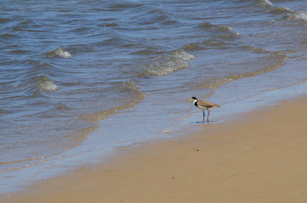 Masked Lapwing or spur-winged plover bird (Vanellus miles) conspicuous bird native to Australia walking on the beach.