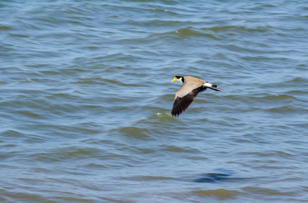 Masked Lapwing or spur-winged plover bird (Vanellus miles) conspicuous bird native to Australia flying above ocean water
