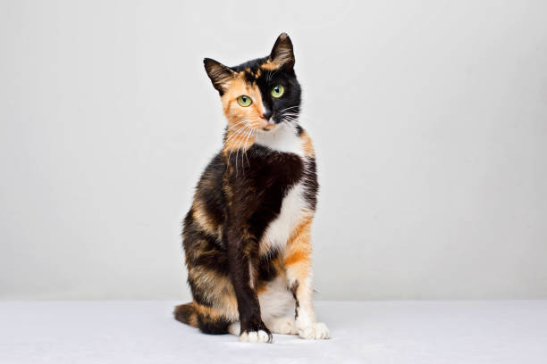Domestic young cat sitting on white and looking at camera, studio portrait