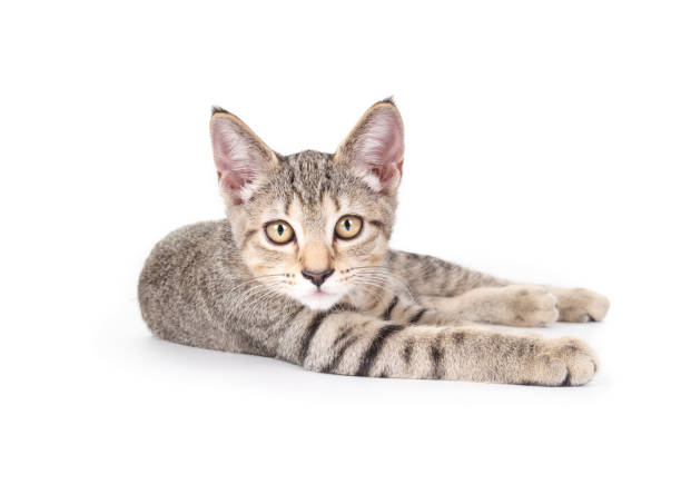 istock Relaxed kitty lying with stretched out legs on white background. 2180168812
