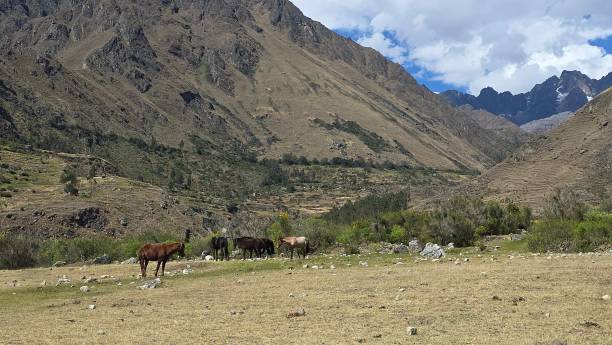 istock Horses below mountains with a cloudy blue sky 2180169491